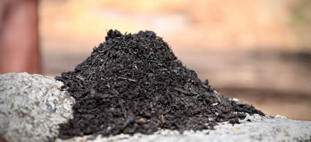 Organic Compost